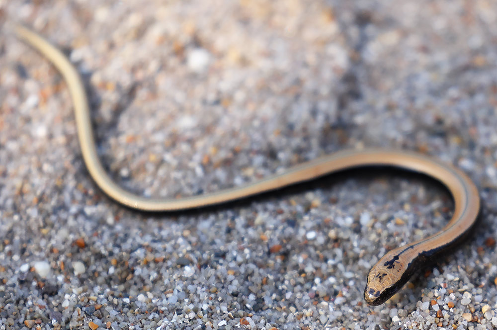 Slow worm